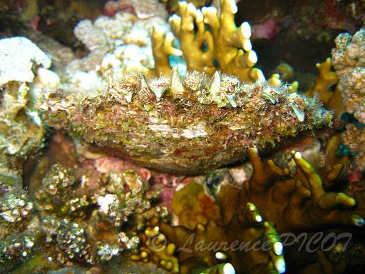 Huitre perlière Pinctada margaritifera.JPG